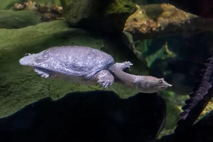 Framed Print : The Chinese softshell turtle (Pelodiscus sinensis) in the water Framed Print : The Chinese softshell turtle (Pelodiscus sinensis) in the water