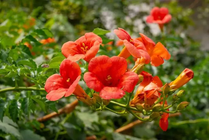 Framed Print : Chinese trumpet vine in a garden in Mithymna (or Methymna) is a town and former municipality on the island of Lesbos