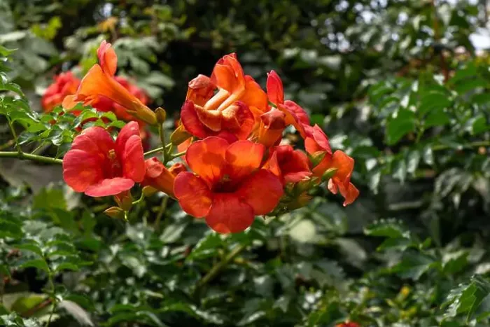 Framed Print : Chinese trumpet vine in a garden in Mithymna (or Methymna) is a town and former municipality on the island of Lesbos Framed Print : Chinese trumpet vine in a garden in Mithymna (or Methymna) is a town and former municipality on the island of Lesbos