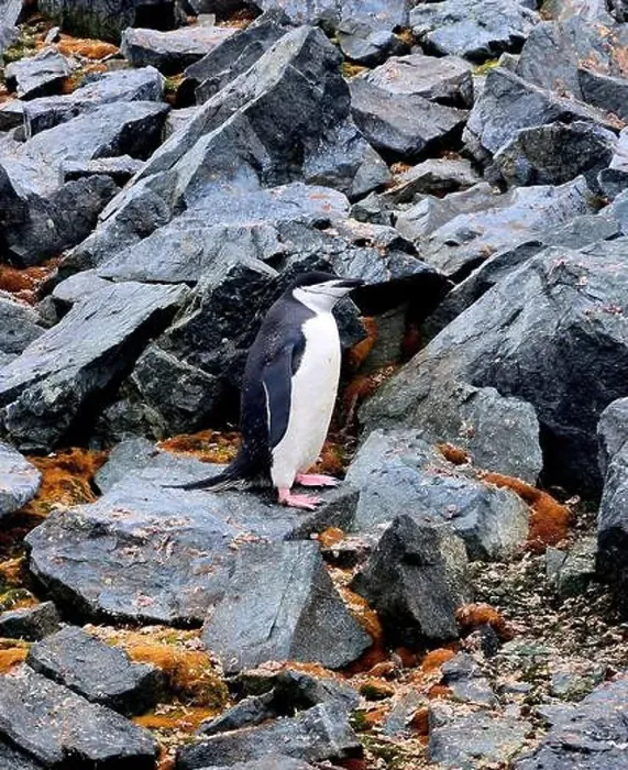 Framed Print : Chinstrap Penguin in Antarctica Framed Print : Chinstrap Penguin in Antarctica