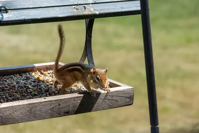 Framed Print : A chipmunk in a birdfeeder with his cheeks full of bird food Framed Print : A chipmunk in a birdfeeder with his cheeks full of bird food
