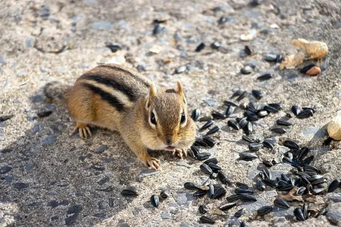 Framed Print : Chipmunk looking at us with sunflower seeds and peanuts on the ground around him Framed Print : Chipmunk looking at us with sunflower seeds and peanuts on the ground around him