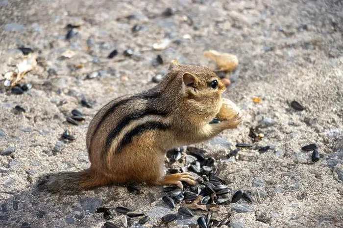 Framed Print : Chipmunk with peanut in its paws. Sunflower seeds on the ground around him Framed Print : Chipmunk with peanut in its paws. Sunflower seeds on the ground around him