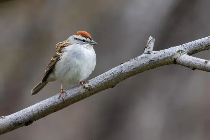 Framed Print : chipping sparrow (Spizella passerina) singing in spring Framed Print : chipping sparrow (Spizella passerina) singing in spring