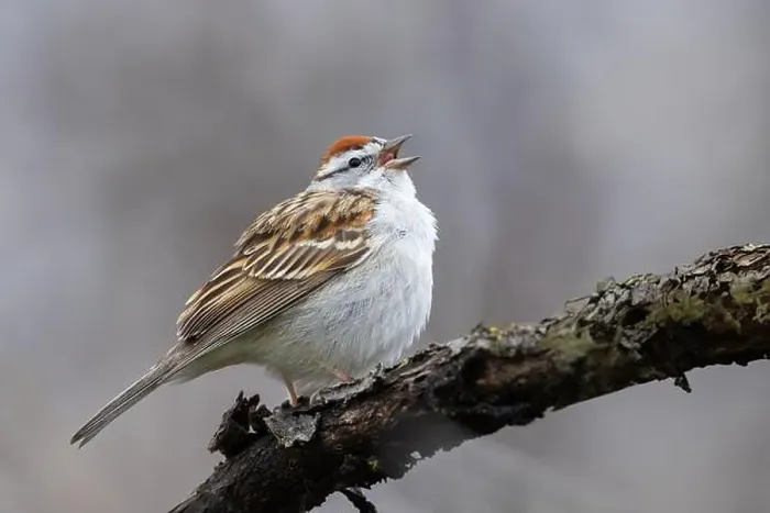 Framed Print : chipping sparrow (Spizella passerina) singing in spring Framed Print : chipping sparrow (Spizella passerina) singing in spring