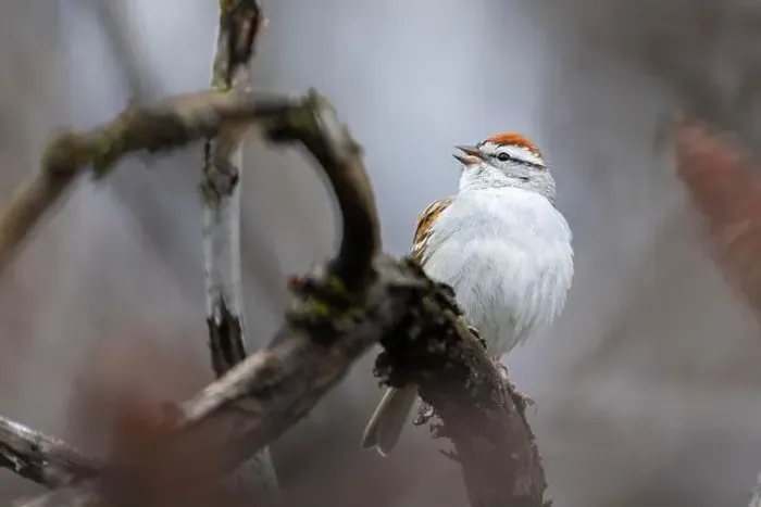 Framed Print : chipping sparrow (Spizella passerina) singing in spring Framed Print : chipping sparrow (Spizella passerina) singing in spring