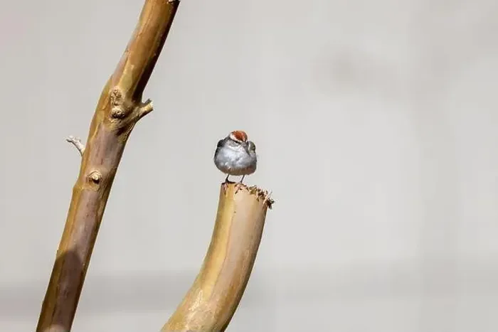 Framed Print : Chipping sparrow (Spizella passerina) is a species of American sparrow perched on a fence Framed Print : Chipping sparrow (Spizella passerina) is a species of American sparrow perched on a fence