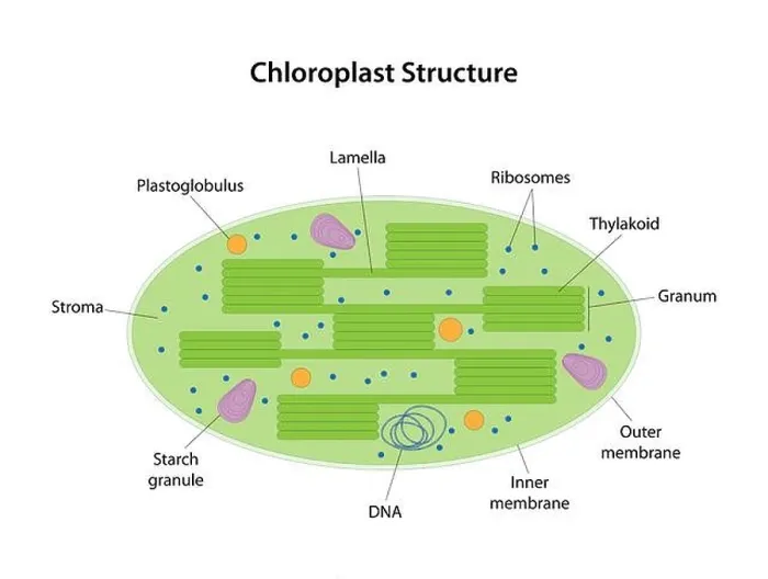 Framed Print : Chloroplast is a two-membrane organelle of a plant cell Framed Print : Chloroplast is a two-membrane organelle of a plant cell