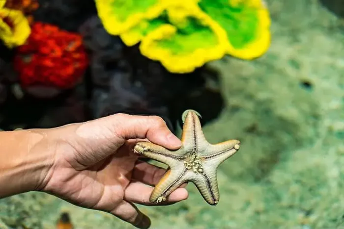 Framed Print : Chocolate Chip StarFish from ocean in the Hands of a human with coral reef in background Framed Print : Chocolate Chip StarFish from ocean in the Hands of a human with coral reef in background