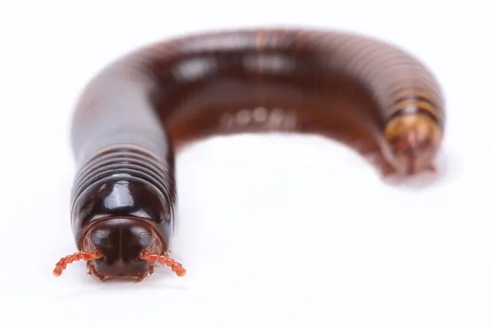 Framed Print : Chocolate millipede (Pelmatojulus ligulatus) Framed Print : Chocolate millipede (Pelmatojulus ligulatus)