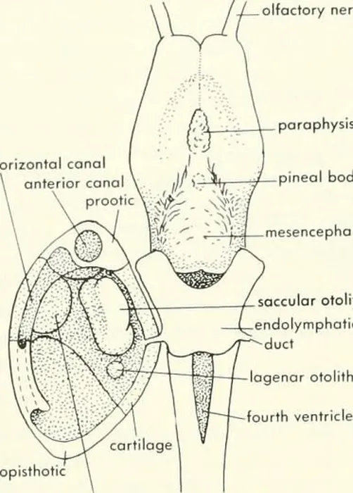 Framed Print : Chordate morphology. Morphology (Animals); Chordata. olfactory nerve (I) parophysis horizontal canal I j Framed Print : Chordate morphology. Morphology (Animals); Chordata. olfactory nerve (I) parophysis horizontal canal I j