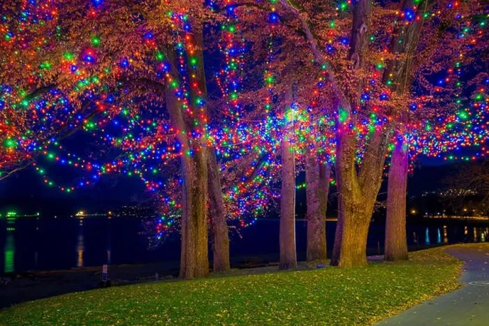 Framed Print : Christmas lights in tree at English Bay, Vancouver, British Columbia, Canada Framed Print : Christmas lights in tree at English Bay, Vancouver, British Columbia, Canada