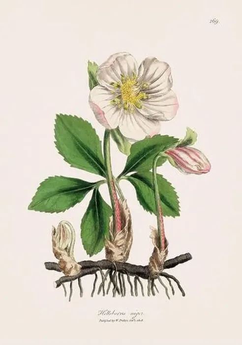 Framed Print : Christmas Rose. Botanical Illustration: Antique Medical Botanical Artwork from a 19th-century Botany Book Plate Framed Print : Christmas Rose. Botanical Illustration: Antique Medical Botanical Artwork from a 19th-century Botany Book Plate