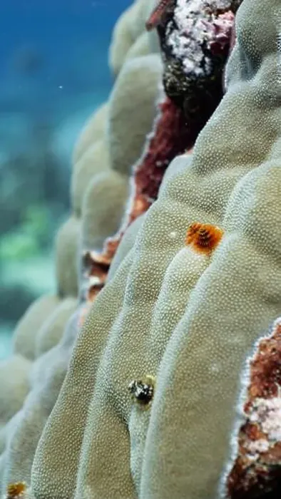 Framed Print : Christmas tree worms on a coral reef off Fuvahmulah, Maldives Framed Print : Christmas tree worms on a coral reef off Fuvahmulah, Maldives