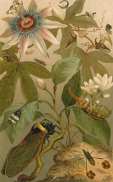 Chromolithograph of Clematis, Cicada & beetles by Friedrich Kuhnert that appeared in Meyers Konversationslexikon, 1894 edition