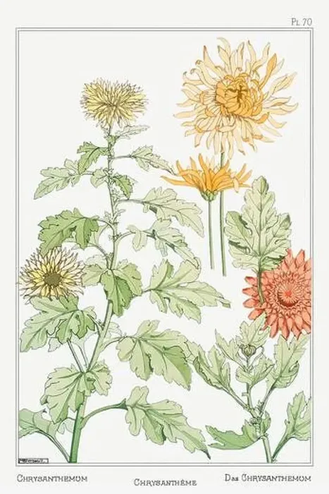 Framed Print : Chrysanthemums. Botanical art illustrated by Maurice Pillard Verneuil (1896) Framed Print : Chrysanthemums. Botanical art illustrated by Maurice Pillard Verneuil (1896)