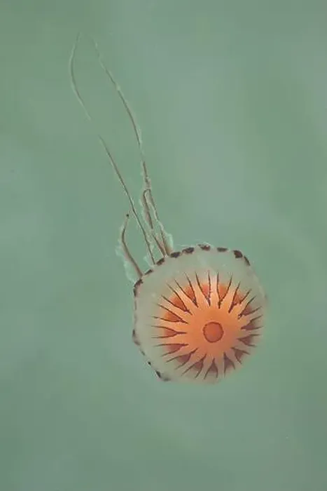 Framed Print : Chrysaora hysoscella, the compass jellyfish, in the Atlantic Ocean Framed Print : Chrysaora hysoscella, the compass jellyfish, in the Atlantic Ocean