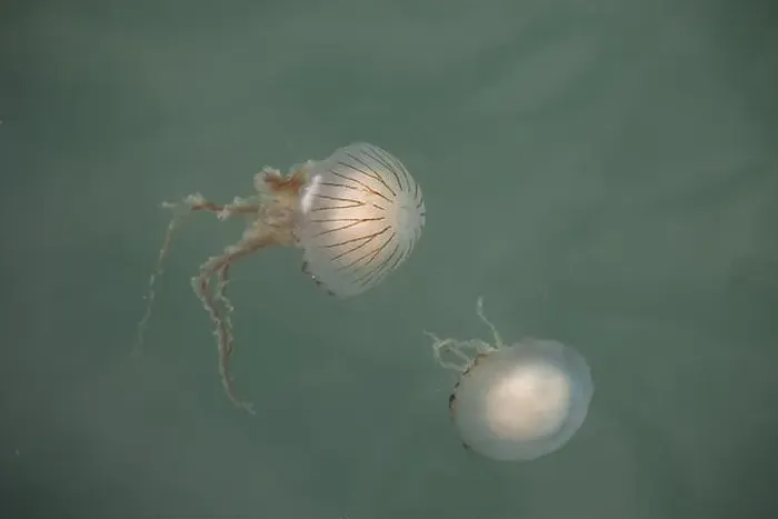 Framed Print : Chrysaora hysoscella, the compass jellyfish, in the British Sea