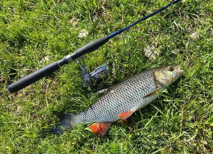 Framed Print : A chub fish is laying on the grass next to a fishing pole. The fish is small and has a red stripe on it Framed Print : A chub fish is laying on the grass next to a fishing pole. The fish is small and has a red stripe on it