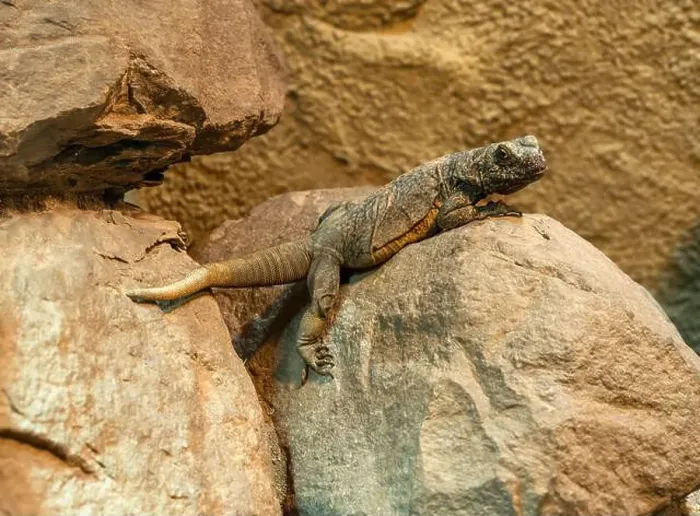 Framed Print : Chuckwalla, Sauromalus ater are found primarily in arid regions of the southwestern United States and northern Mexico Framed Print : Chuckwalla, Sauromalus ater are found primarily in arid regions of the southwestern United States and northern Mexico