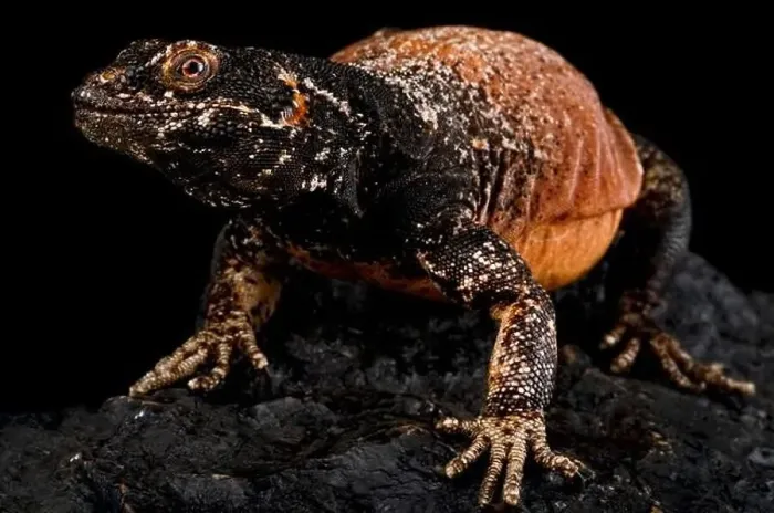 Framed Print : The Chuckwalla (Sauromalus äter) is found in the Sonora and Mojave deserts