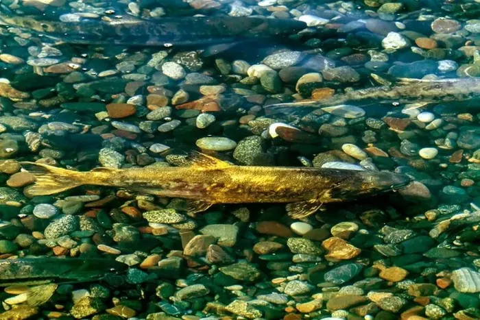 Framed Print : chum salmon (Oncorhynchus keta)