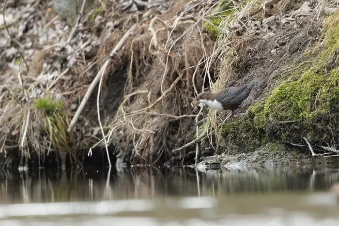 Framed Print : Cinclus cinclus aka White-throated dipper. Rare water bird is building nest on his habitat. Nature of Czech republic Framed Print : Cinclus cinclus aka White-throated dipper. Rare water bird is building nest on his habitat. Nature of Czech republic