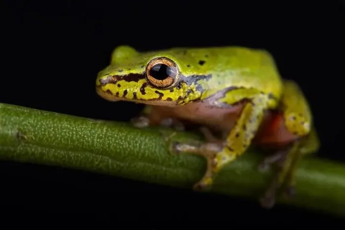 Framed Print : Cinnamon-bellied reed frog (Hyperolius cinnamomeoventris) Framed Print : Cinnamon-bellied reed frog (Hyperolius cinnamomeoventris)