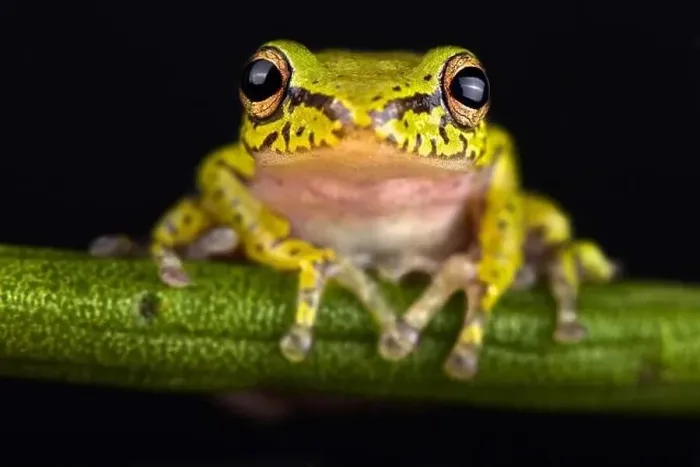 Framed Print : Cinnamon-bellied reed frog (Hyperolius cinnamomeoventris) Framed Print : Cinnamon-bellied reed frog (Hyperolius cinnamomeoventris)