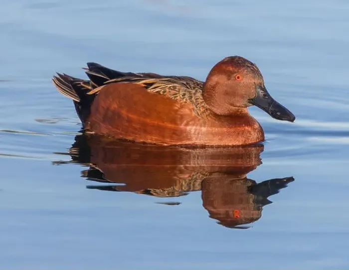 Framed Print : Cinnamon Teal Adult Male Swimming at the Marsh. Emily Renzel Wetlands, Santa Clara County, California, USA Framed Print : Cinnamon Teal Adult Male Swimming at the Marsh. Emily Renzel Wetlands, Santa Clara County, California, USA
