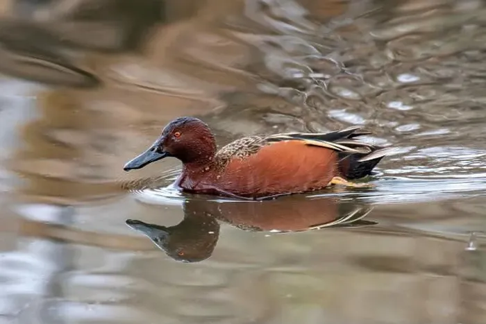 Framed Print : Cinnamon Teal (Spatula cyanoptera) Framed Print : Cinnamon Teal (Spatula cyanoptera)