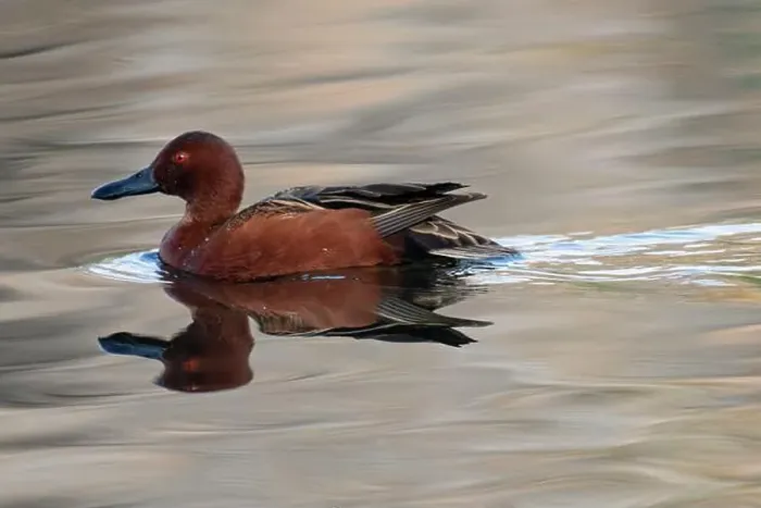 Framed Print : Cinnamon Teal (Spatula cyanoptera)