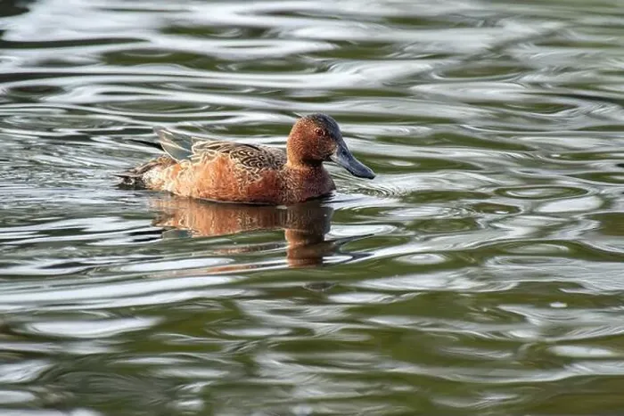 Framed Print : Cinnamon Teal (Spatula cyanoptera) Framed Print : Cinnamon Teal (Spatula cyanoptera)