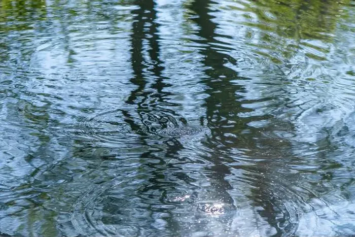 Framed Print : Circles on the water in the river from the movement of fish, fishing Framed Print : Circles on the water in the river from the movement of fish, fishing