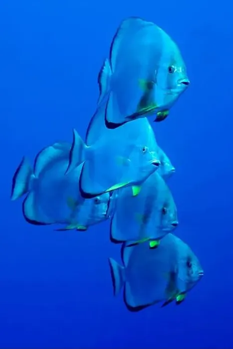 Framed Print : Circular Batfish, Platax orbicularis, Coral, Coral Reef, Red Sea, Egypt, Africa Framed Print : Circular Batfish, Platax orbicularis, Coral, Coral Reef, Red Sea, Egypt, Africa