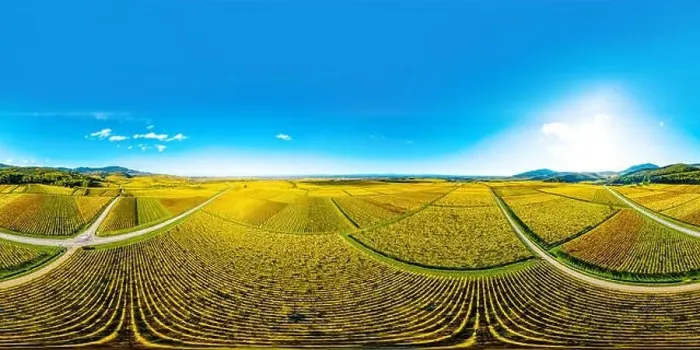 Framed Print : A circular spherical panorama of autumn vineyards in Alsace. Blue sky and bright yellow. France