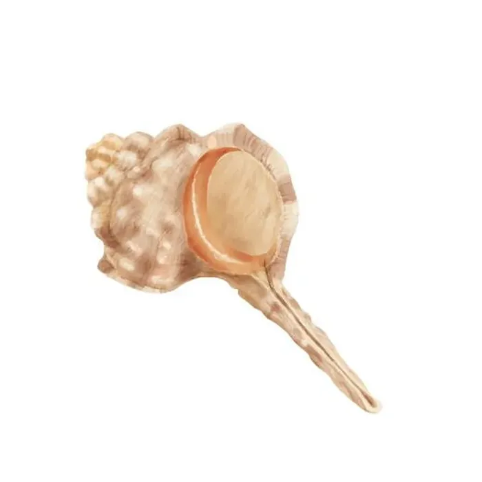 Framed Print : Clam shell, murex Haustellum. Digital watercolor illustration Framed Print : Clam shell, murex Haustellum. Digital watercolor illustration