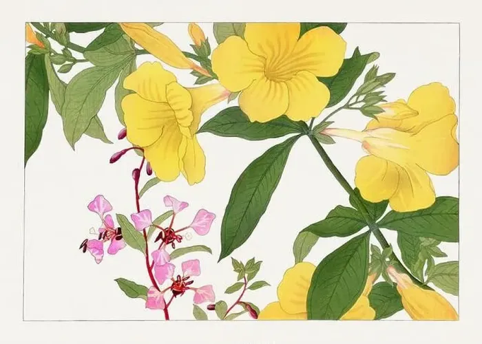 Framed Print : Clarika and Allamanda flowers. Asian art. Japanese flower woodblock art by Tanigami Kônan Framed Print : Clarika and Allamanda flowers. Asian art. Japanese flower woodblock art by Tanigami Kônan