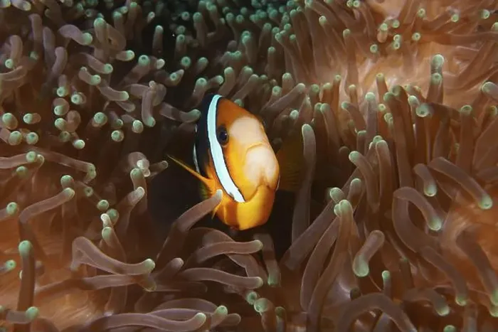 Framed Print : A Clark's anemonefish (Amphiprion clarkii) hides in the tentacles of a sea anemone
