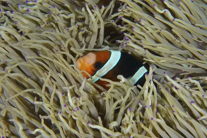 Framed Print : A Clark's anemonefish (Amphiprion clarkii) hides in the tentacles of a sea anemone in the sea
