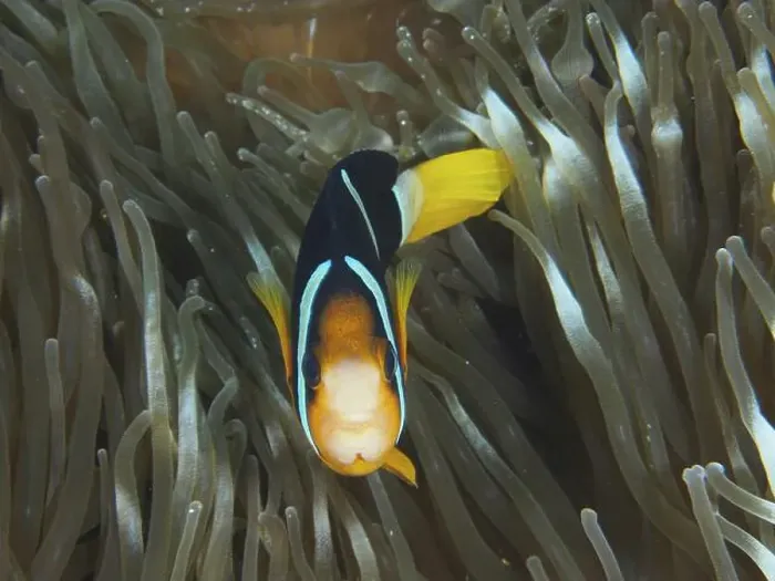 Framed Print : A Clark's anemonefish (Amphiprion clarkii) swimming in a sea anemone Framed Print : A Clark's anemonefish (Amphiprion clarkii) swimming in a sea anemone