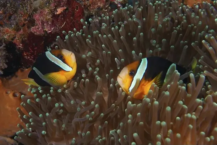 Framed Print : Two Clark's anemonefish (Amphiprion clarkii) swimming in a sea anemone Framed Print : Two Clark's anemonefish (Amphiprion clarkii) swimming in a sea anemone