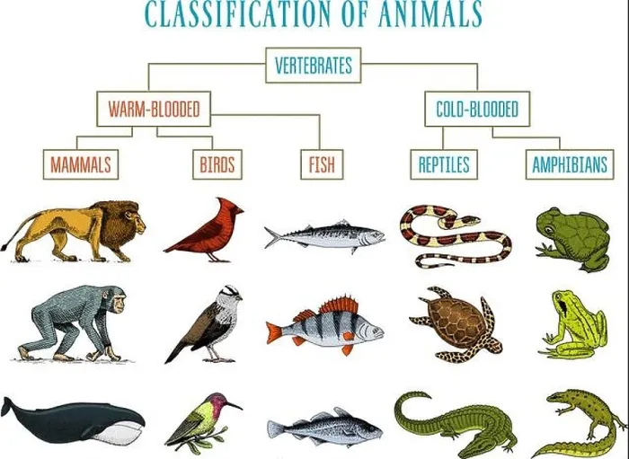 Framed Print : Classification of Animals. Reptiles amphibians mammals birds. Crocodile Fish Lion Whale Snake Frog. Education diagram of biology Framed Print : Classification of Animals. Reptiles amphibians mammals birds. Crocodile Fish Lion Whale Snake Frog. Education diagram of biology