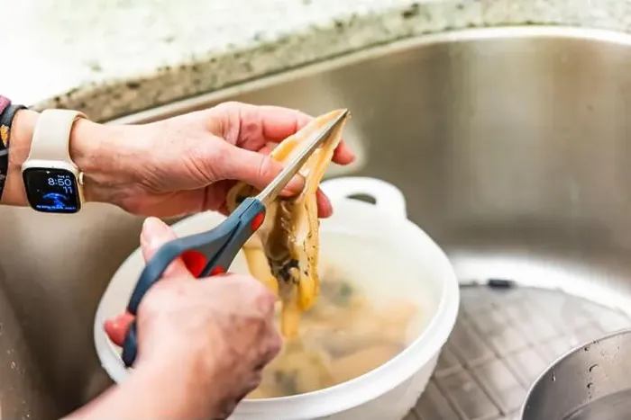 Framed Print : Cleaning Pacific Razor Clams harvested on Mocrocks Beach, Pacific Ocean, Washington State, USA