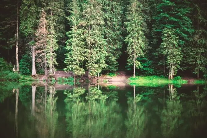 Framed Print : Clear water in a forest lake with pine trees. Landscape photography