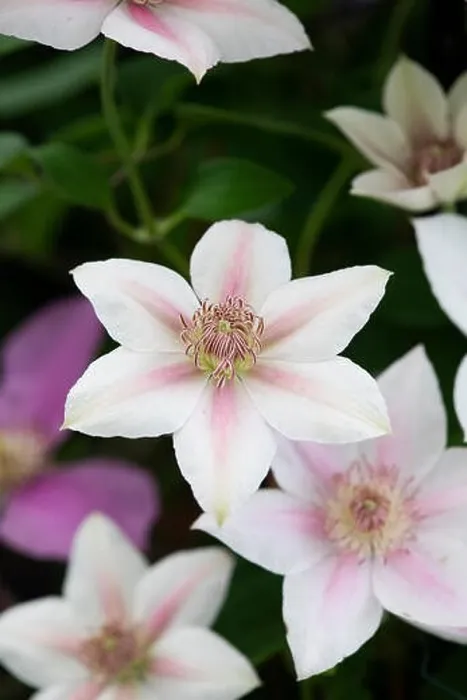 Framed Print : Clematis corinne flowers. Early Large-flowered clematis Corinne Framed Print : Clematis corinne flowers. Early Large-flowered clematis Corinne