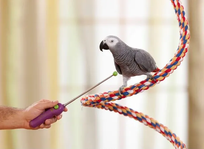 Framed Print : Clicker-training an African Grey Parrot (Psittacus erithacus). Germany Framed Print : Clicker-training an African Grey Parrot (Psittacus erithacus). Germany