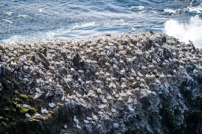 Framed Print : A cliff full of gannets mating in the Mykines, Faroe Islands Framed Print : A cliff full of gannets mating in the Mykines, Faroe Islands