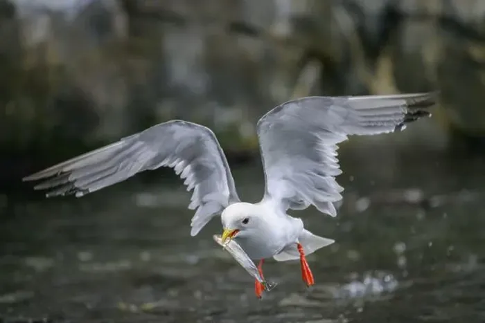 Framed Print : A cliff gull (Rissa brevirostris) in flight with outstretched wings holding a small fish in its beak above the water Framed Print : A cliff gull (Rissa brevirostris) in flight with outstretched wings holding a small fish in its beak above the water