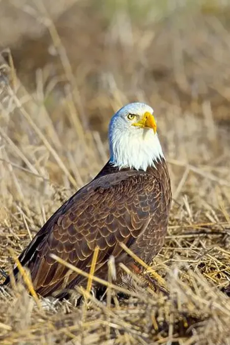 Framed Print : A close up of an American bald eagle resting on the ground in late winter in north Idaho Framed Print : A close up of an American bald eagle resting on the ground in late winter in north Idaho